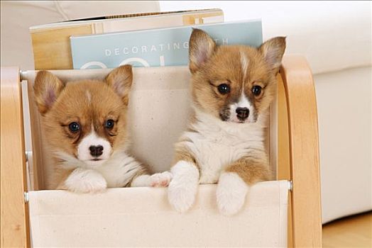 特写,两个,彭布罗克威尔士柯基犬,小狗,折叠椅