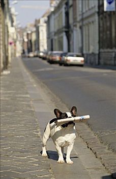 法国,牛头犬,报纸,嘴,街道