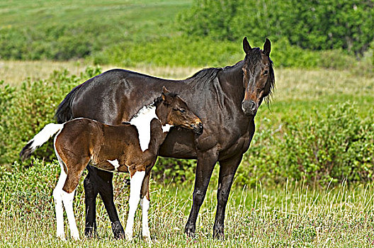 马,雌性,涂绘,小马,牧场,西南方,艾伯塔省,加拿大