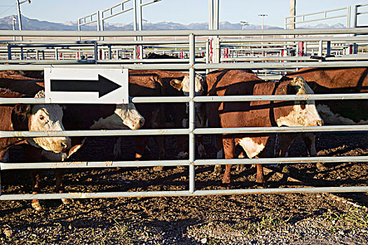 畜栏,放牧,牛,拍卖,艾伯塔省,加拿大