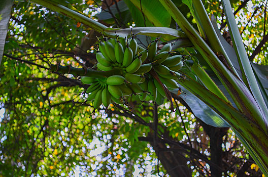 香蕉树,热带,背景