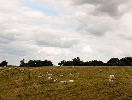 英国,绵羊,放牧,草地,地点,户外,乡野