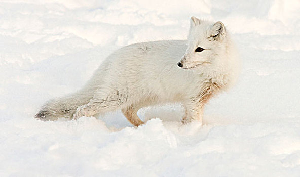 加拿大,曼尼托巴,哈得逊湾,特写,北极狐,雪中