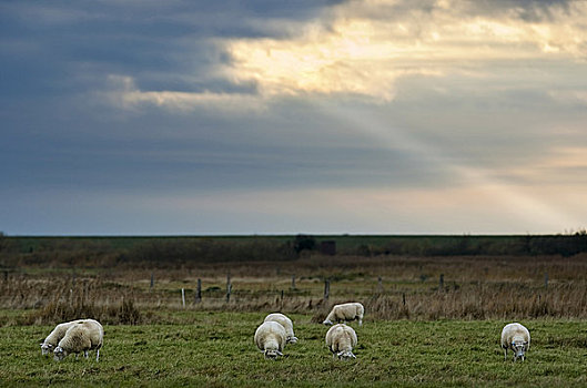 羊群,放牧,草场,德国