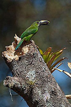 绿巨嘴鸟,水果,哥伦比亚