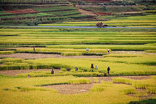 稻米,丰收,靠近,马达加斯加