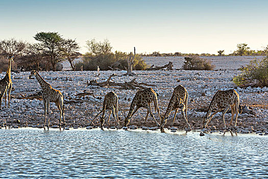 长颈鹿,水潭,埃托沙国家公园,纳米比亚