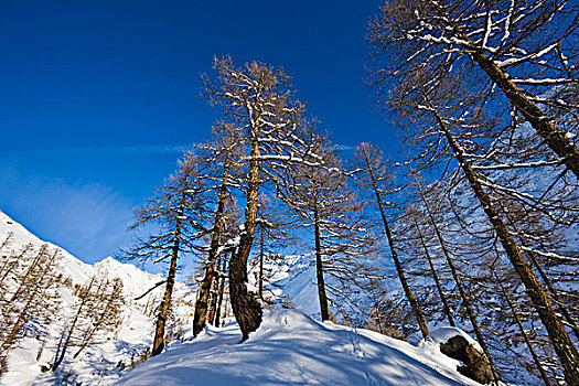 冬季风景,落叶松,树林,瓦莱,局部,世界遗产,瑞士