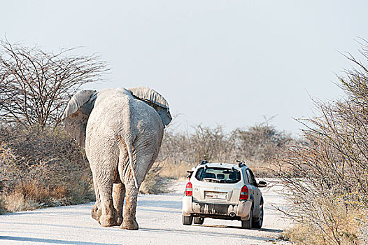 非洲象,雄性动物,走,途中,汽车,正面,乘客,室外,窗户,摄像机,埃托沙国家公园,纳米比亚,非洲