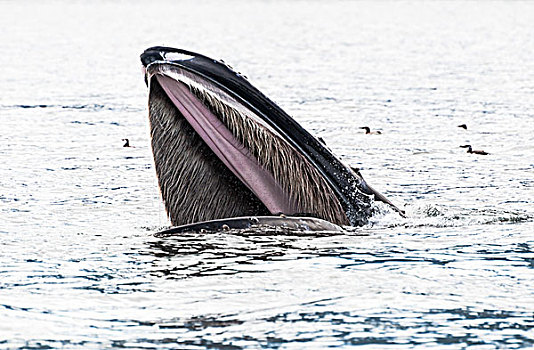 加拿大,驼背鲸,身体前倾,进食
