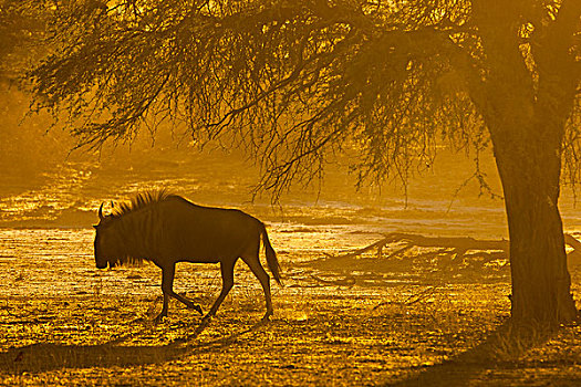 蓝角马,晨光,卡拉哈迪大羚羊国家公园,北开普,南非,非洲
