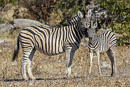 斑马,马,小马,埃托沙国家公园,纳米比亚,非洲