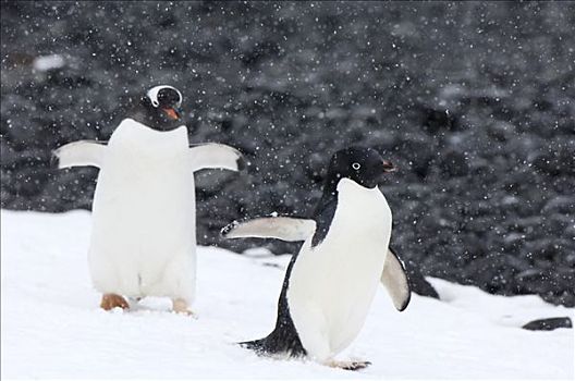 阿德利企鹅,巴布亚企鹅,走,南极
