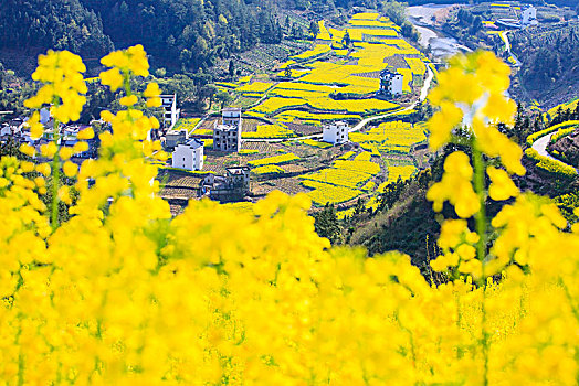 安徽,歙县,石潭,下汰村,春天,油菜花,烂漫