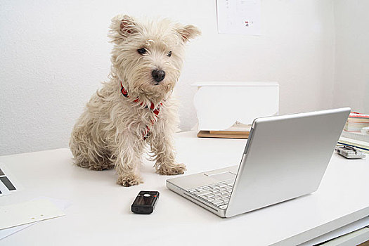 狗,坐,书桌,正面,笔记本电脑