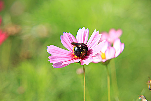 黑蜜蜂,波斯菊