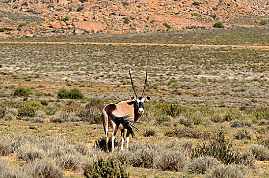 长角羚羊,格格普自然保护区,纳马夸兰,南非,非洲
