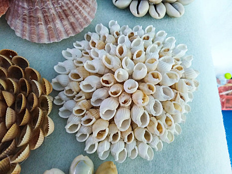 贝壳艺术