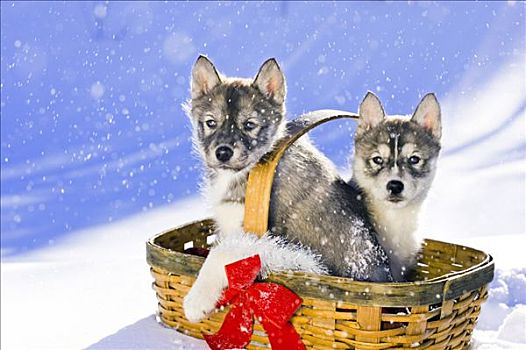 一对,哈士奇犬,小狗,假日,装饰,篮子,户外,小屋,雪中,科罗拉多