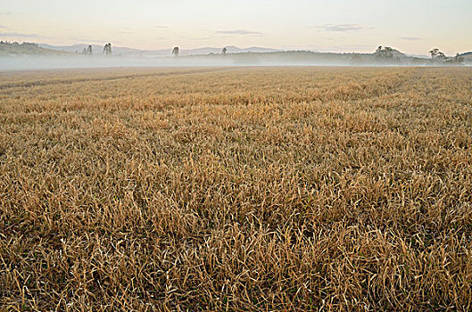 农田,雾状,早晨,阿瑟顿台地,昆士兰,澳大利亚