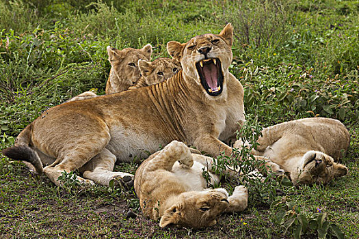 狮子,幼兽,休息,放松,塞伦盖蒂国家公园,坦桑尼亚
