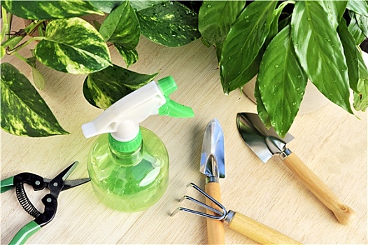 园艺工具,盆栽植物