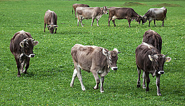 母牛,草场,巴特辛德朗,巴伐利亚,德国,欧洲