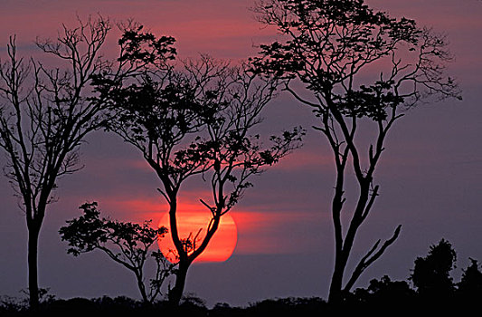 南美,亚马逊,日落
