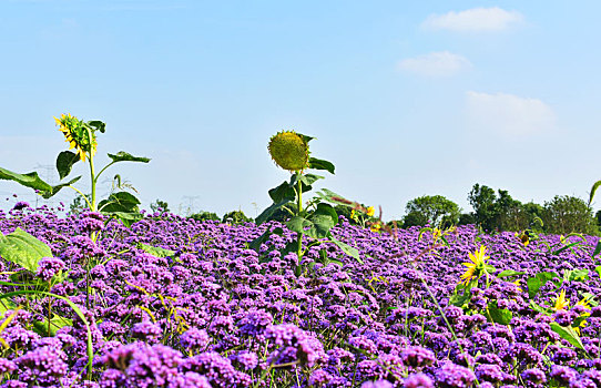 马鞭草,花海