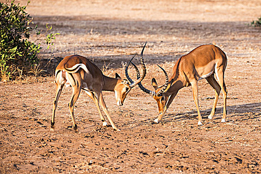 两个,雄性,黑斑羚,打斗,萨布鲁国家公园,肯尼亚