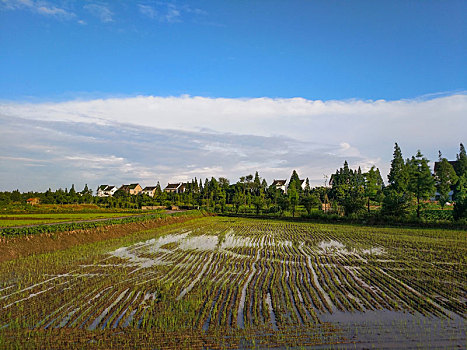 水乡稻田,田园风光,夏日乡村