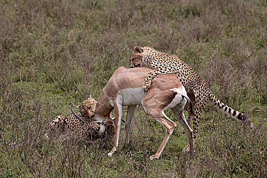印度豹,猎豹,幼兽,压制,瞪羚,塞伦盖蒂,坦桑尼亚,非洲