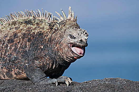 海鬣蜥,饲养,头部,张嘴,威胁,展示,加拉帕戈斯群岛,厄瓜多尔