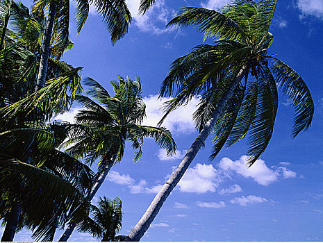 棕榈树,马尔代夫