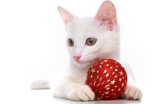 猫,红色,球