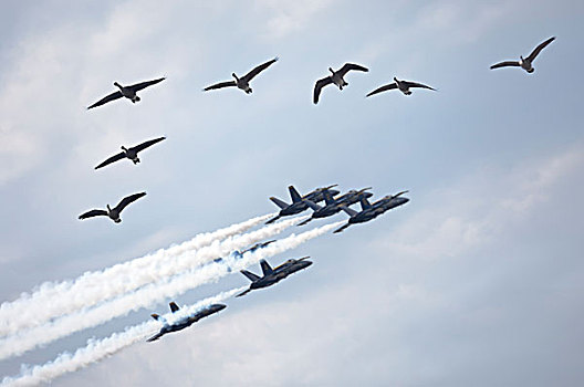成群,黑额黑雁,飞,加拿大,国际,飞行表演,2009年,美国海军,蓝色,天使,表演