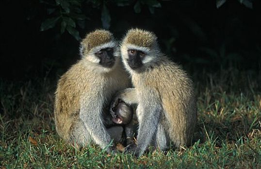绿猴,马赛马拉,肯尼亚,非洲