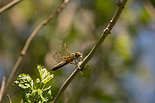 蜻蜓,休息,枝条,模糊背景