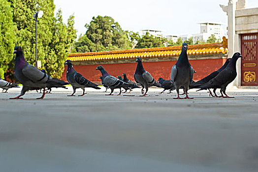 中国北京地坛中自由的鸽子