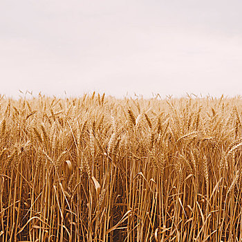 成熟,小麦,靠近,惠特曼县