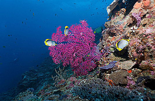 柳珊瑚目,蝴蝶鱼,巴厘岛,印度尼西亚