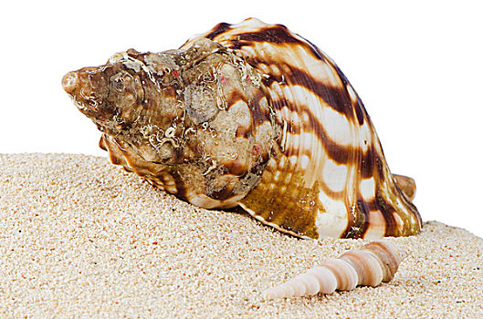 贝壳,海螺壳