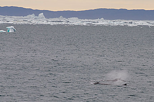 格陵兰,半岛,迪斯科湾,靠近,一对,驼背鲸,大翅鲸属,鲸鱼,冰山