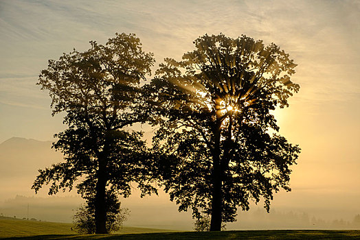 树,早晨,亮光,雾,靠近,上巴伐利亚,巴伐利亚,德国,欧洲