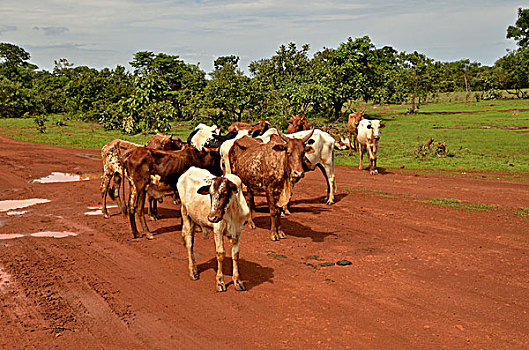 牛,乡村,靠近,喀麦隆,中非,非洲