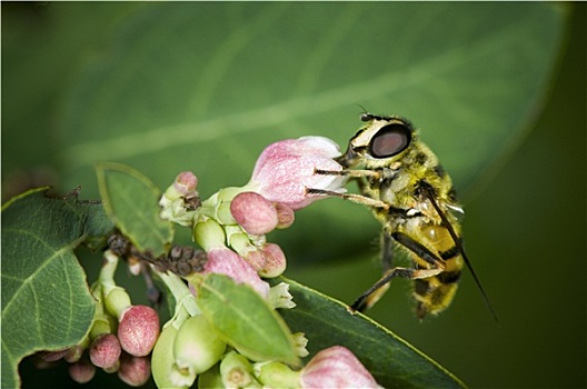 蜜蜂,吸吮,花