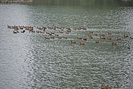 鴨，公園，池塘，養(yǎng)殖，岸邊，飛翔，展示