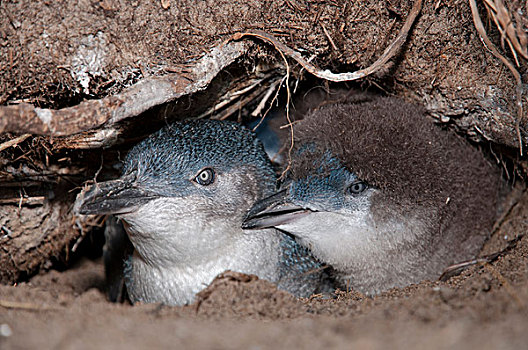 小蓝企鹅,幼禽,鸟窝,洞穴,塔斯马尼亚,澳大利亚