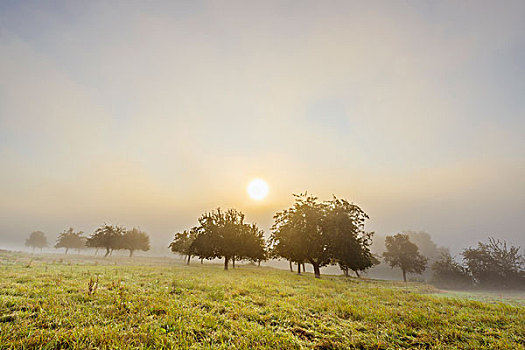 乡村,苹果树,地点,太阳,发光,晨雾,巴伐利亚,德国