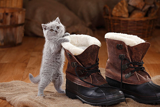 英国短毛猫,小猫,蓝色,8星期大,站立,冬天,靴子